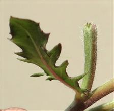  Developing fruit